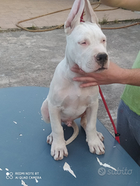 Dogo argentino