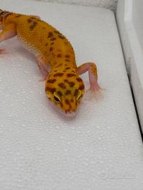 Geco Leopardino Raptor