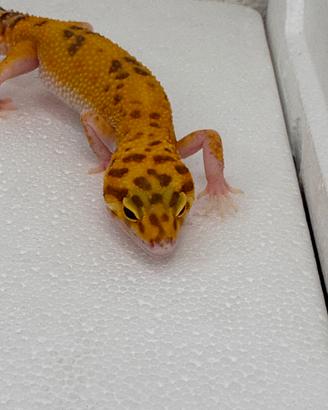 Geco Leopardino Raptor