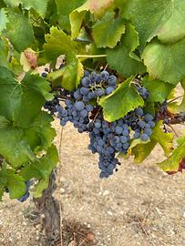 Vino cannonau di Dorgali (vallata di Oddoene)