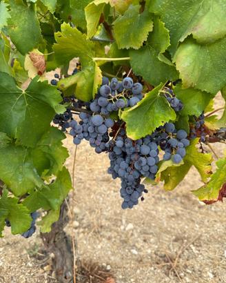 Vino cannonau di Dorgali (vallata di Oddoene)