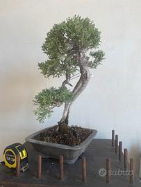 Bonsai ginepro “blu”