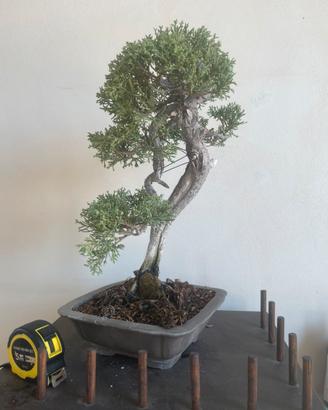 Bonsai ginepro “blu”