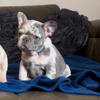 Cucciola di bulldog francese di altissimo livello