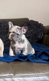 Cucciola di bulldog francese di altissimo livello