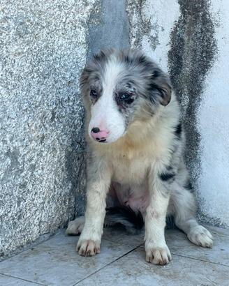 Border Collie