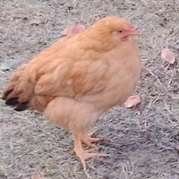 Galli Robusta Lionata