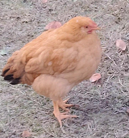 Galli Robusta Lionata