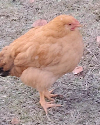 Galli Robusta Lionata