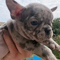 Bulldog francese merle