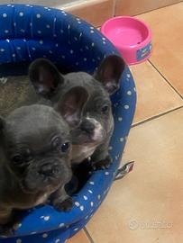 Cuccioli bulldog francese blue grigi