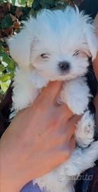 Maltese coreano maschietto