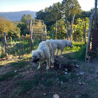 Cuccioli maremmano incrocio caucaso