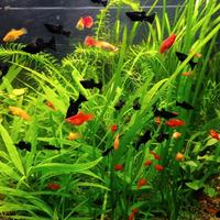 Lebistes , platy, guppy. Pesci tropicali
