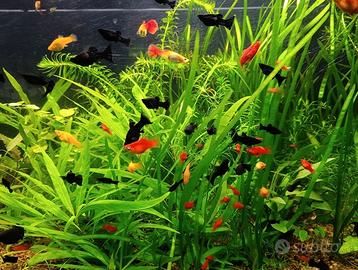 Lebistes , platy, guppy. Pesci tropicali
