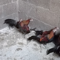 Galletti e galletti Phoenix onagadori