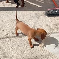 Bassotto a pelo ruvo