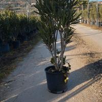 OLEANDRO VARIE MISURE E COLORI