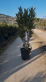 OLEANDRO VARIE MISURE E COLORI