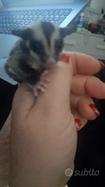 Petauro dello zucchero