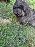 barboncino-femmina-brindle-sabble
