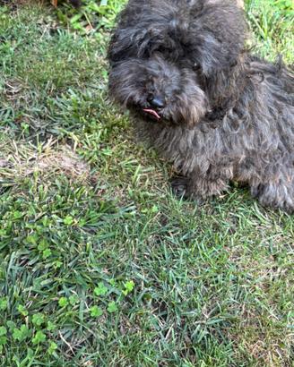 Barboncino femmina brindle/sabble