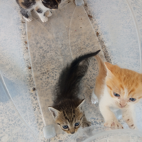 Gatti europei