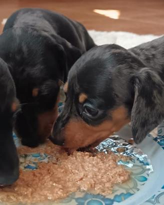 Bassotti nano pelo raso con Pedigree