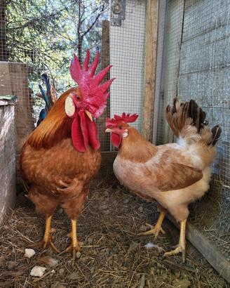 Galline