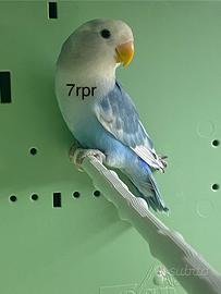 Inseparabili novelli