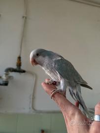 P.monaco allevato a mano