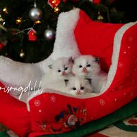 Ragdoll riproduzione