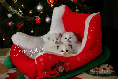 Ragdoll riproduzione