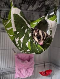 Petauro dello zucchero