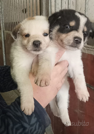 Pastore australiano x border collie