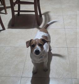 Jak Russel originale