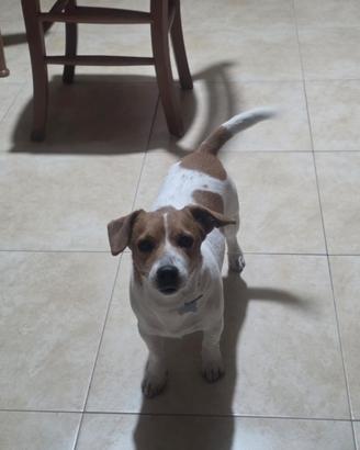 Jak Russel originale