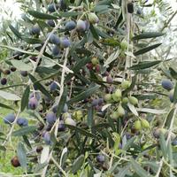 Oliveto per olio genuino familiare