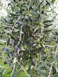 Oliveto per olio genuino familiare