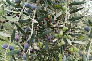 Oliveto per olio genuino familiare