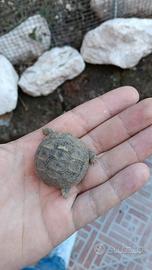 Tartarughe di terra