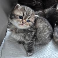 Scottish Straight Maschietto