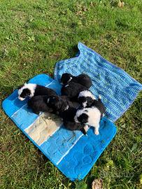 Magnifici cuccioli border collie