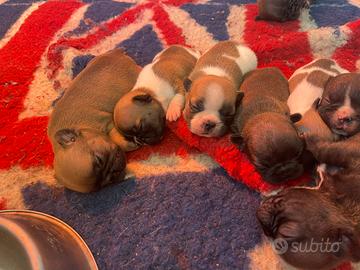 Bulldog francese