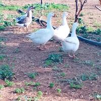 Oche bianche e cignoidi