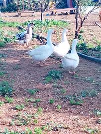 Oche bianche e cignoidi