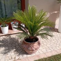 cicas cycas revoluta