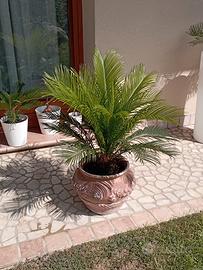 cicas cycas revoluta