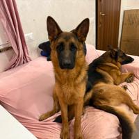 Ultima cucciola femmina con il pedigree