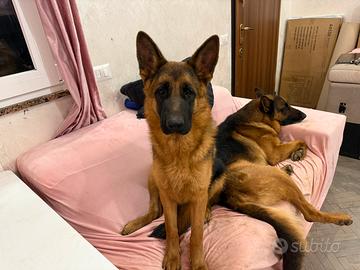 Ultima cucciola femmina con il pedigree